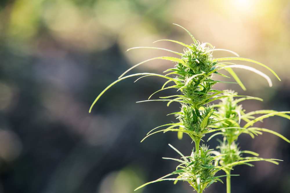 Marihuana listy cannabis a testy na drogy